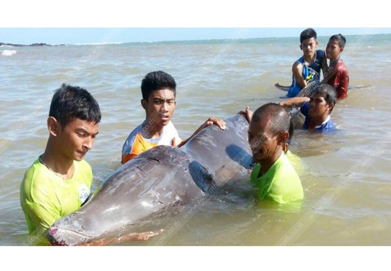 หางาน,สมัครงาน,งาน,ช่วยไม่ไหว! วาฬคูเวียร์ เกยหาดทะเลตรัง ตายแล้ว